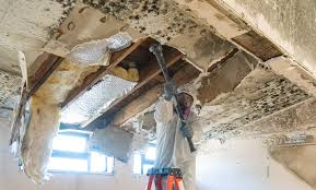 Why You Should Choose Our Mold Remediation Services in Crooksville, OH